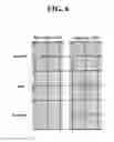 Fig. 07 - REFRACTIVE INDEX MATCHING COMPOSITION FOR BIOLOGICAL TISSUE