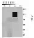 Fig. 03 - Effect-directed identification of targeted and non-targeted androgen disruptors