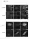 Fig. 03 - Compositions and methods for treating malignancies