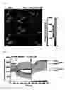 Fig. 09 - Real-time imaging sensor for measuring cellular thiol level