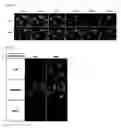Fig. 35 - Real-time imaging sensor for measuring cellular thiol level