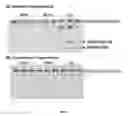 Fig. 06 - METHODS, KITS AND DEVICES FOR DETECTING BII-SPECTRIN, AND BREAKDOWN PRODUCTS THEREOF, AS BIOMARKERS FOR THE DIAGNOSIS OF NEURAL INJURY