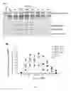 Fig. 08 - METHODS, KITS AND DEVICES FOR DETECTING BII-SPECTRIN, AND BREAKDOWN PRODUCTS THEREOF, AS BIOMARKERS FOR THE DIAGNOSIS OF NEURAL INJURY