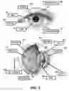 Fig. 06 - PUPILLARY RESPONSE FEEDBACK EYEWEAR