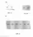 Fig. 02 - Polymer composition with electrophilic groups for stabilization of lithium sulfur batteries