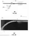 Fig. 07 - Transmission medium having multiple cores and including a material disposed between the multiple cores for reducing cross-talk