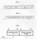 Fig. 05 - Method for transmitting and receiving multiple user block acknowledgement frame in wireless LAN system, and apparatus therefor