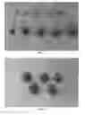 Fig. 02 - Raspberry Plant Named 'DrisRaspNine'