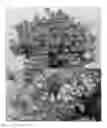 Fig. 01 - SCAEVOLA PLANT NAME 'BONSCA 1433'