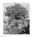 Fig. 02 - SCAEVOLA PLANT NAME 'BONSCA 1433'