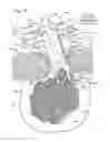 Fig. 09 - Excising instrument, system including the same, and method for removing a tissue specimen or organ within a flexible pouch extending through a small incision or natural opening in a patient