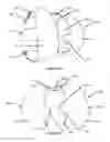Fig. 11 - Resilient interpositional arthroplasty device