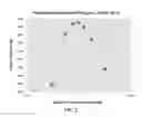 Fig. 03 - Methods for producing stable therapeutic formulations in aprotic polar solvents