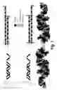 Fig. 02 - Branched oligonucleotides