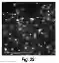 Fig. 35 - Branched oligonucleotides
