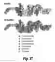 Fig. 44 - Branched oligonucleotides