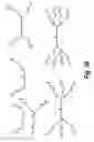 Fig. 46 - Branched oligonucleotides