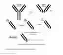 Fig. 14 - Branched discrete PEG constructs