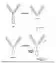 Fig. 30 - Branched discrete PEG constructs