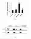 Fig. 04 - Method of preparing ATG's analogue, and the application of ATG and it's analogue