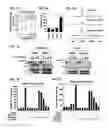 Fig. 02 - Methods and compositions related to retinoid receptor-selective pathway