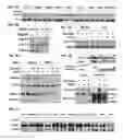 Fig. 04 - Methods and compositions related to retinoid receptor-selective pathway