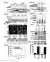 Fig. 06 - Methods and compositions related to retinoid receptor-selective pathway