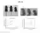 Fig. 33 - LACTONE COMPOUNDS AND METHODS OF MAKING AND USING SAME