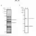 Fig. 35 - LACTONE COMPOUNDS AND METHODS OF MAKING AND USING SAME