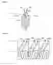 Fig. 03 - Glucocorticoid-induced tumor necrosis factor receptor ligand (GITRL) single-chain fusion polypeptides