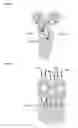Fig. 05 - Glucocorticoid-induced tumor necrosis factor receptor ligand (GITRL) single-chain fusion polypeptides
