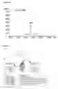 Fig. 12 - Glucocorticoid-induced tumor necrosis factor receptor ligand (GITRL) single-chain fusion polypeptides