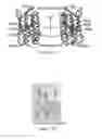 Fig. 06 - Optogenetic probes for measuring membrane potential
