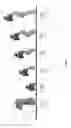 Fig. 02 - NOVEL CHIMERIC ANTIGEN RECEPTORS