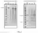Fig. 03 - RECOMBINANT ANTIBODY COMPOSITIONS AND METHODS OF USE THEREOF