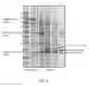 Fig. 06 - RECOMBINANT ANTIBODY COMPOSITIONS AND METHODS OF USE THEREOF