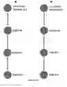 Fig. 05 - METHODS AND COMPOSITIONS PERTAINING TO HUMAN CEREBRAL CAVERNOUS MALFORMATIONS