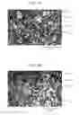 Fig. 02 - PROCESS FOR PREPARING VULCANIZED RUBBER COMPOSITION, VULCANIZED RUBBER COMPOSITION AND STUDLESS TIRE USING SAME