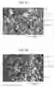 Fig. 02 - PROCESS FOR PREPARING VULCANIZED RUBBER COMPOSITION, VULCANIZED RUBBER COMPOSITION AND STUDLESS TIRE USING SAME