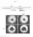 Fig. 02 - Production method for retinal tissue