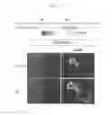 Fig. 06 - Production method for retinal tissue