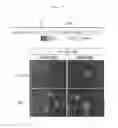 Fig. 08 - Production method for retinal tissue