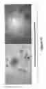 Fig. 13 - MULTIPOTENT STEM CELLS AND USES THEREOF