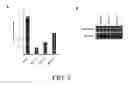 Fig. 11 - INHIBITION AND ENHANCEMENT OF REPROGRAMMING BY CHROMATIN MODIFYING ENZYMES