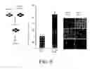 Fig. 12 - INHIBITION AND ENHANCEMENT OF REPROGRAMMING BY CHROMATIN MODIFYING ENZYMES