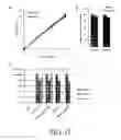 Fig. 15 - INHIBITION AND ENHANCEMENT OF REPROGRAMMING BY CHROMATIN MODIFYING ENZYMES