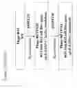 Fig. 24 - Multiple host range bacteriophage with hybrid tail fibres