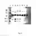 Fig. 05 - VARIANT FORMS OF URATE OXIDASE AND USE THEREOF
