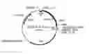 Fig. 01 - Variant forms of urate oxidase and use thereof