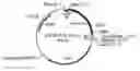 Fig. 01 - Variant forms of urate oxidase and use thereof